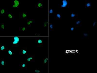 Immunocytochemistry/ Immunofluorescence: Histone H3 [Dimethyl Lys4] Antibody - BSA Free [NB21-1022]